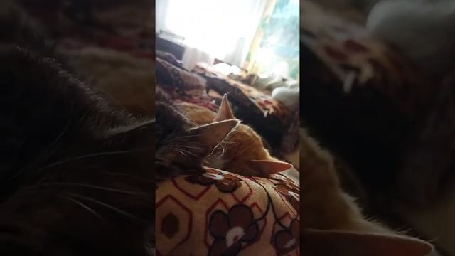 ето коти Катя і фрекадель как мило смотреть онлайн