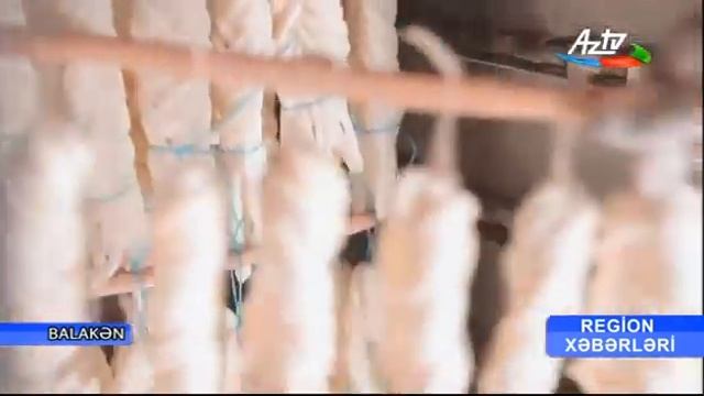 Saçaqlı Pendirin Hazırlanma Prosessindən Geniş Reportaj