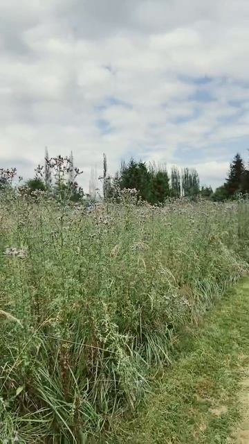 Beautiful fragrant Purple Thistle смотреть онлайн