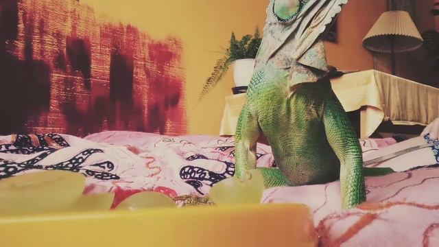 Игуана ест виноград смотреть онлайн