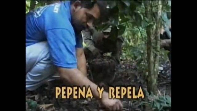 Manejo integrado de la Broca del Café.wmv смотреть онлайн
