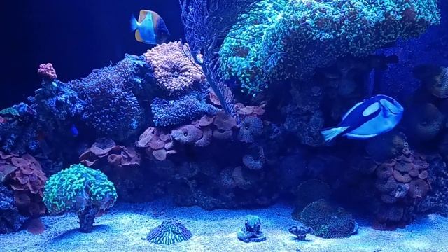 Reef tank, Blue Tang, pyramid butterfly fish, yelow tang, Damselfish смотреть онлайн