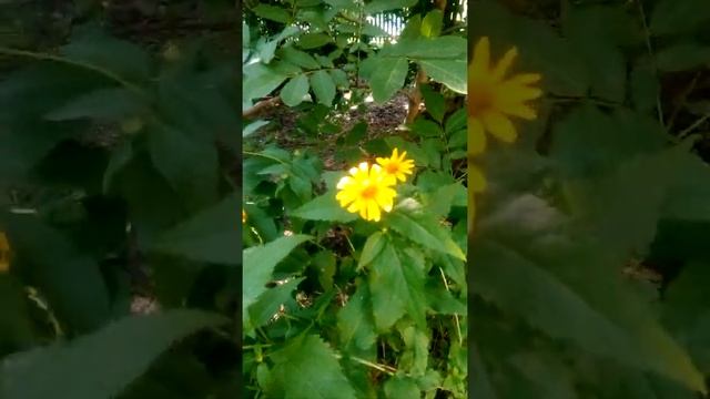 Посылаю сердце Вам смотреть онлайн