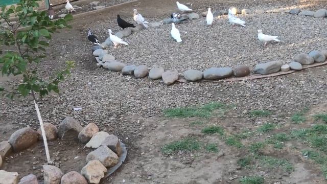 Куда пропадают голуби? смотреть онлайн