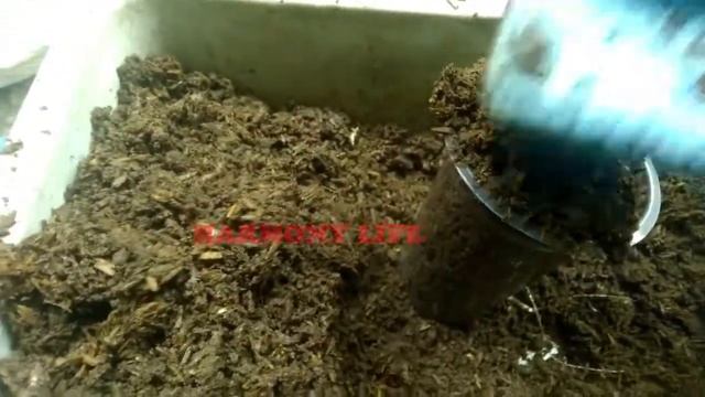 Cara Perbanyakan dan Budidaya Bunga Hias Wijaya Kusuma Putih Besar