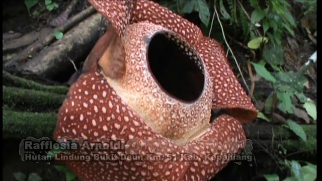 Bunga Rafflesia Arnoldi_Bengkulu смотреть онлайн