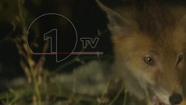 1ТВ Камера: Гладна лисица јаде отпад на Водно