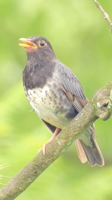 Bird voice beautiful view #birds #viral смотреть онлайн