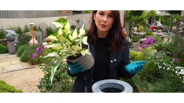 Foras Garden Stories - Lucy's Garden No.1