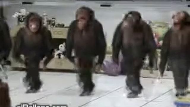 Dancing Monkeys смотреть онлайн