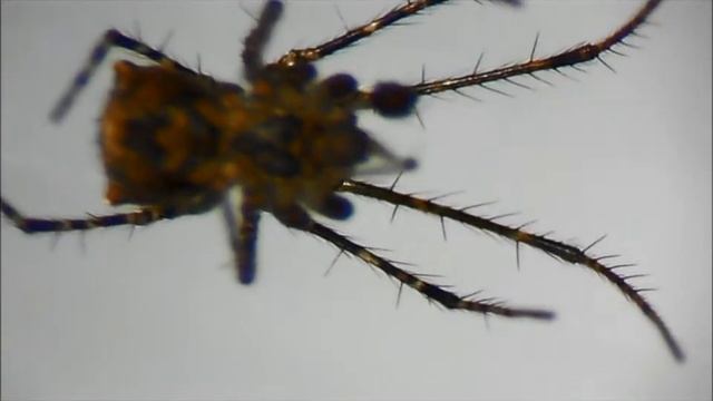 Spinnenfresser Ero aphana: Balz und Spermanetz смотреть онлайн