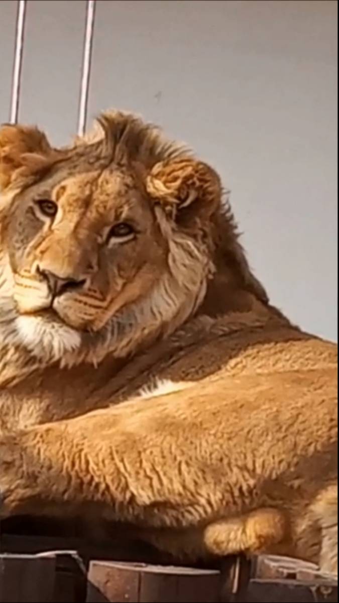 Солнышко Шерхан тает от комплиментов. смотреть онлайн