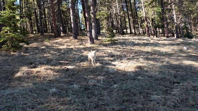 A Shy Coyote смотреть онлайн
