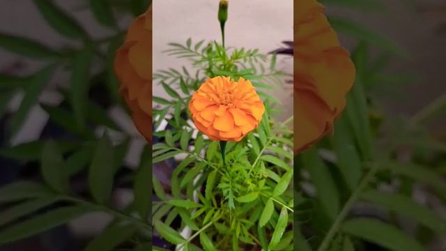 first flower in my winter garden #flowergardening #plantpropagation #gardeningtipsandtricks #plant смотреть онлайн