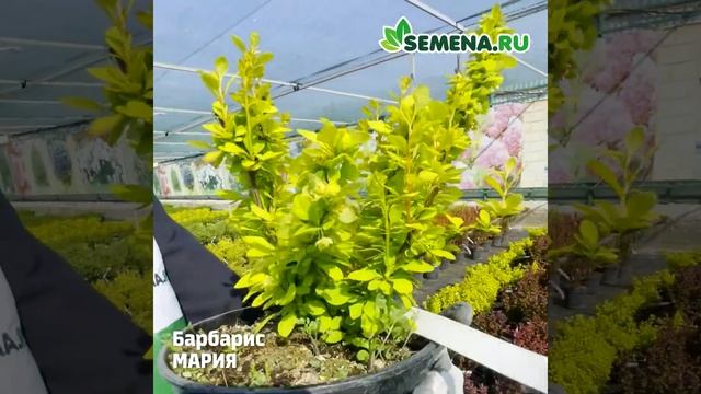 Барбарис Мария смотреть онлайн