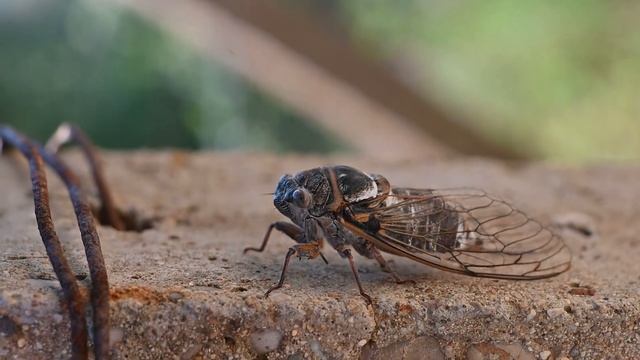 Cicada 2023 смотреть онлайн