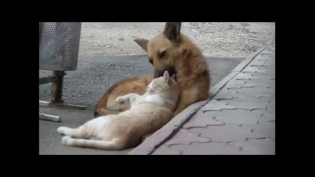 Собака и кот - лучшие друзья) смотреть онлайн