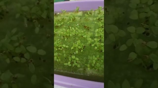 ขึ้นฉ่ายไร้ดิน @JidapaGarden смотреть онлайн