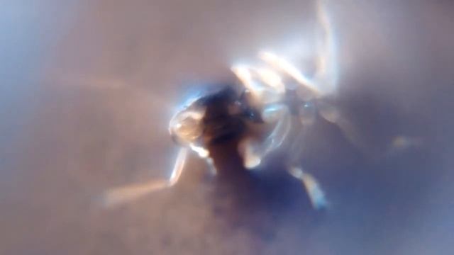 HORMIGA BAJO LA LUPA | EXPLORANDO #1 смотреть онлайн