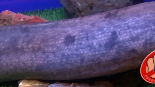 ＜生きた化石・古代魚＞レピドシレン・パラドクサ（ミナミアメリカハイギョ）： Lepidosiren Paradoxa Fitzinger