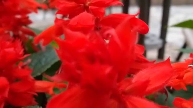 XZ-1微距錄影測試 смотреть онлайн