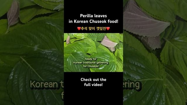 Growing Harvesting & Cooking Perilla Leaves for Korean Chuseok | My Backyard Garden | Easy Recipe смотреть онлайн