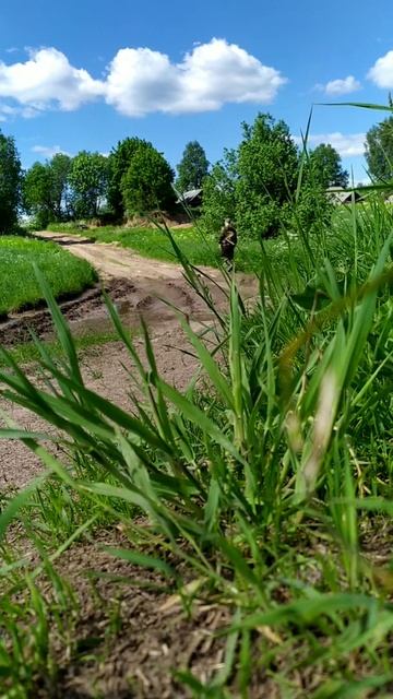 Из леса. смотреть онлайн