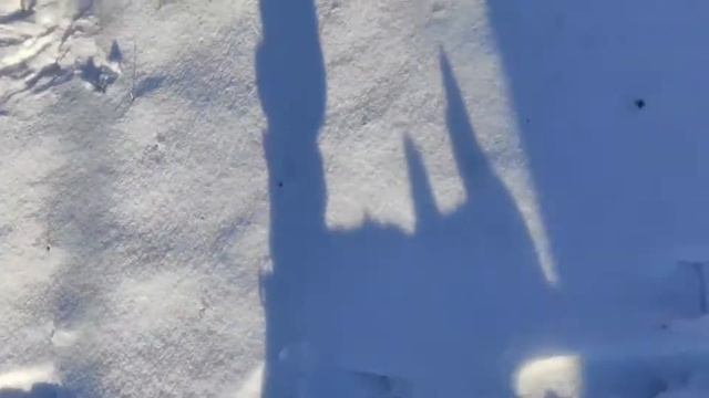 Утренний выгул Чиха смотреть онлайн