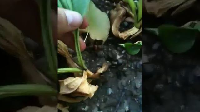 veratrum nigrum смотреть онлайн