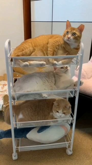 Опять верхняя полка🙀 Как выглядит 3х этажный поезд для кошек не в РЖД смотреть онлайн