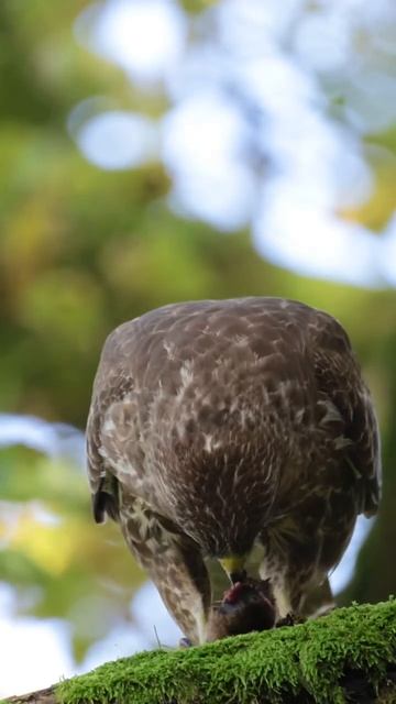 Wait for the end 😊😁 #animals #wildlife #photography #wildlifephotography смотреть онлайн