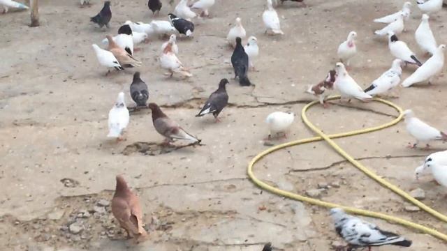 #Pigeon.Как помочь каналу и почему пискуны гибнут. смотреть онлайн