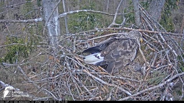 Jūras ērgļi (Haliaeetus albicilla) - LDF tiešraide 20.04.2024 13:46 смотреть онлайн