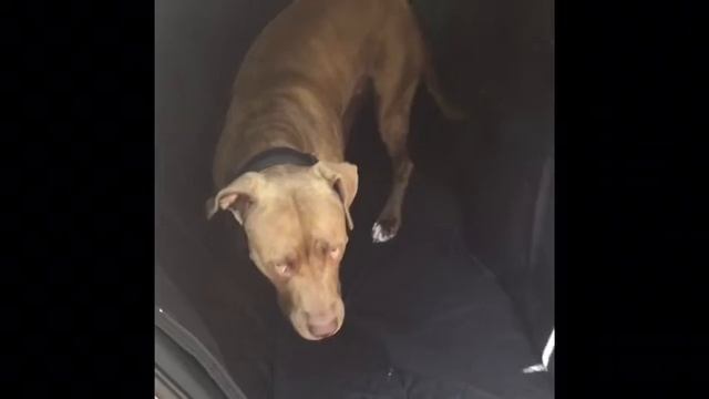 Автогамак смотреть онлайн