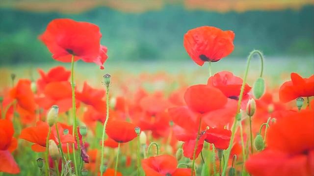 "Цветные звуки" смотреть онлайн