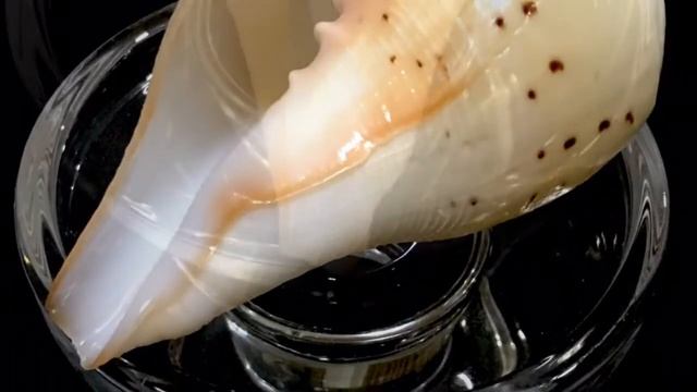 มหาสังข์สามสี หรือ สังข์ทักษิณาวรรตแห่งองค์มหาเทพตรีมูรติ смотреть онлайн