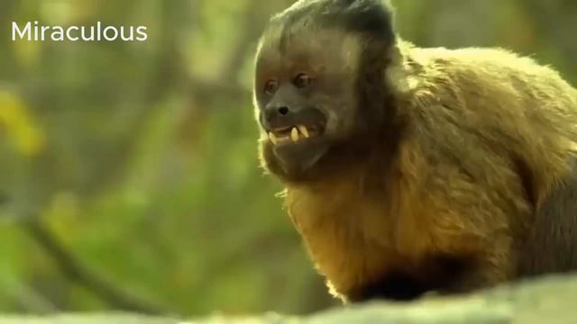 Fight Or Die, Lion And Leopard, Crocodile And Antelope, Cobra And Weasel | Explore African Wildlife