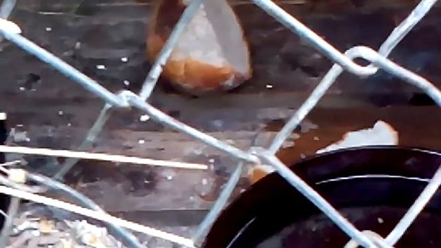 Осмотр крольчат смотреть онлайн
