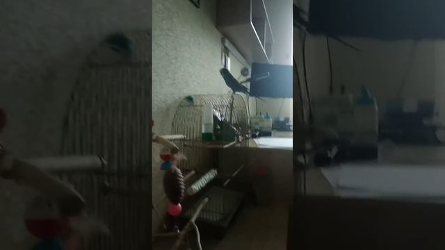 Тоша говорит и танцует смотреть онлайн