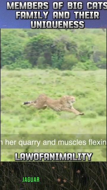 Members of Big Cats and their Uniqueness #wildlife #animals #Bigcats #shorts смотреть онлайн