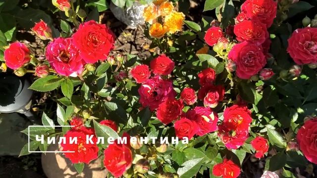 Цветение любимых роз в июльском саду. Часть 1. Флорентина, Ханс Гоневейн, Ла Вилла Котта и др. смотреть онлайн