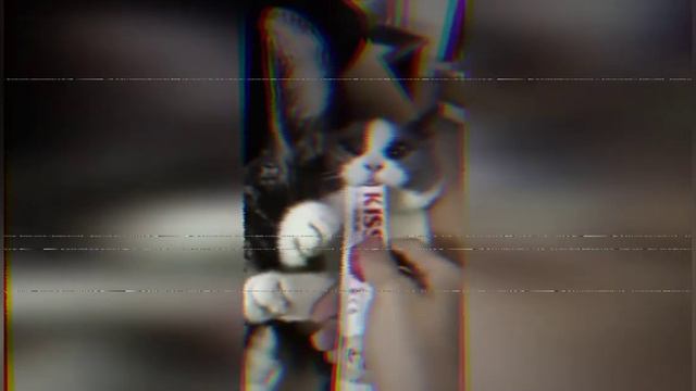 топ смешных собак