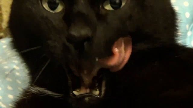 Забавные животные, милые..... смотреть онлайн