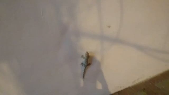 тайланд смотреть онлайн