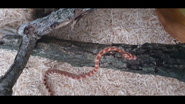 Pantherophis Guttatus - Refus de manger смотреть онлайн