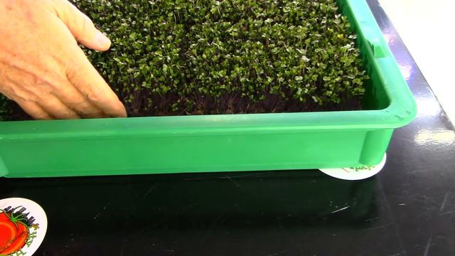 Kohlrabi Grow-A-Long Day 10 смотреть онлайн
