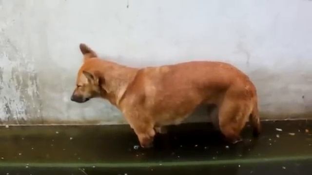 собака зависла.mp4 смотреть онлайн
