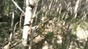 ведро грибов за 10 мин, вот это я понимаю приехал фотоловушку проверить, и показал свою кулемку ....