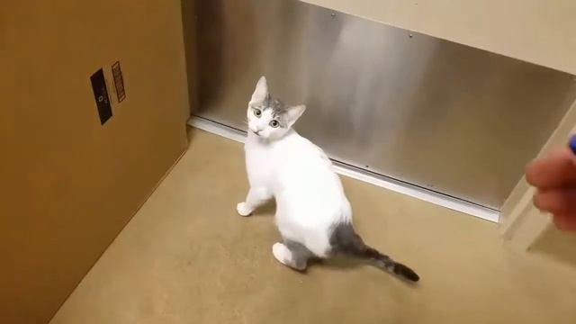Clementine A750766 (ADOPTED 10/30/18)