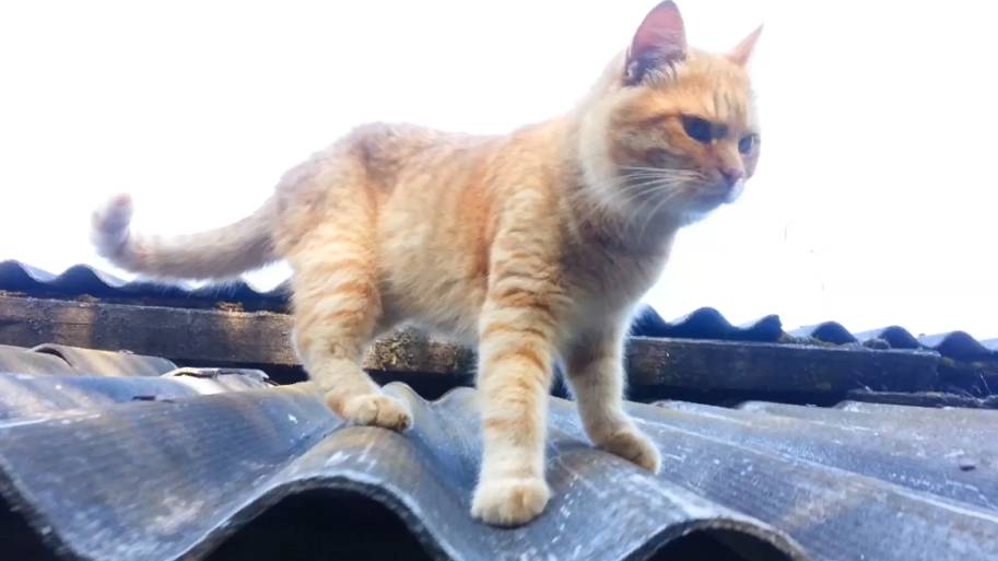 Кот в тёмном смотреть онлайн